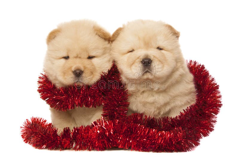 Chow-chow puppies stock photos Chow-chow puppies stock photos