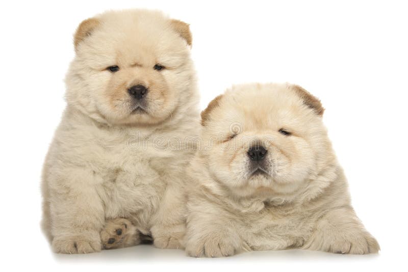 Chowchow puppies stock photo. Image of puppy, isolated