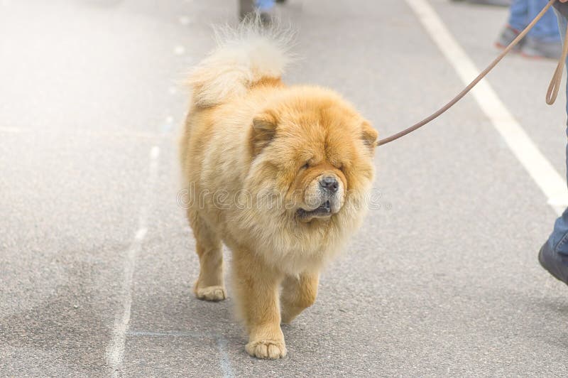 Chow-chow dog close-up. Canine, friendly.