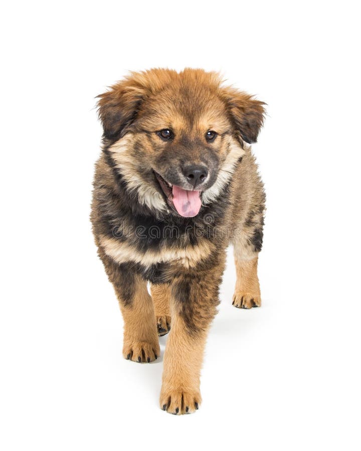 Chow Mixed Breed Puppy bonito no branco fotografia de stock royalty free Chow Mixed Breed Puppy bonito no branco fotografia de stock royalty free