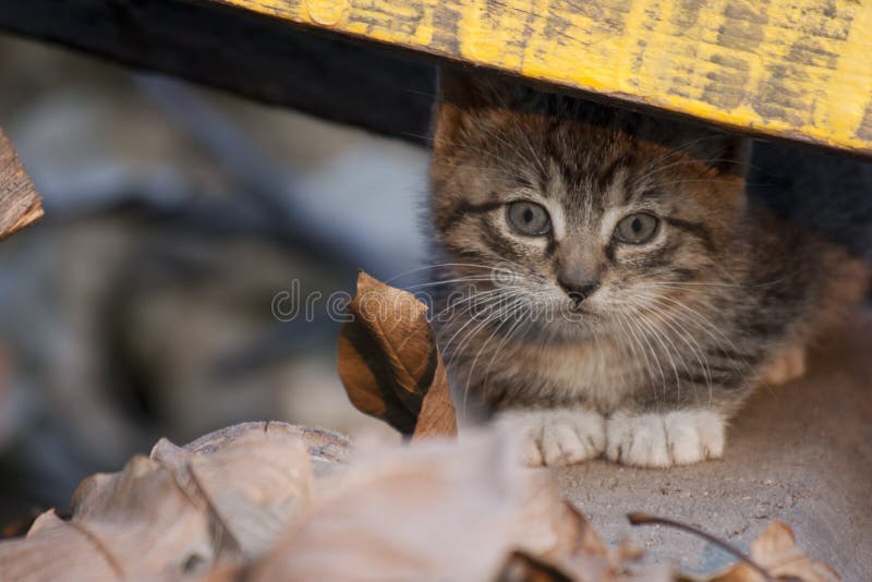 Ukryty kociak zdjęcia stock