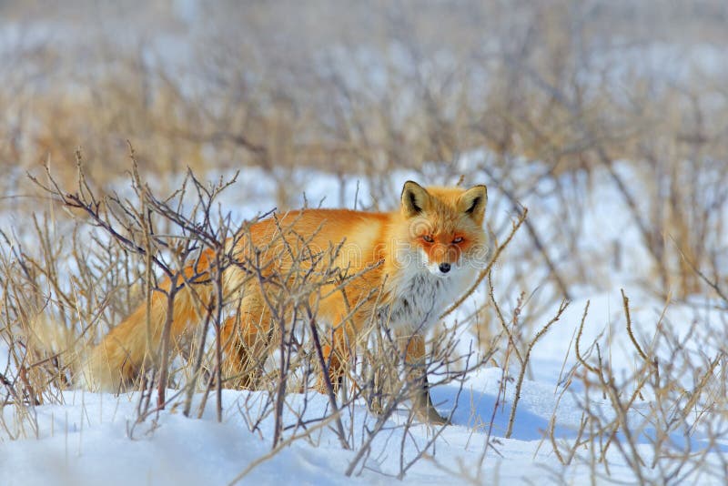 Chowany Czerwony Fox, Vulpes vulpes przy śnieżną zimą, Przyrody scena od natury Zimna zima z pięknym lisem Pomarańczowy futerkowe