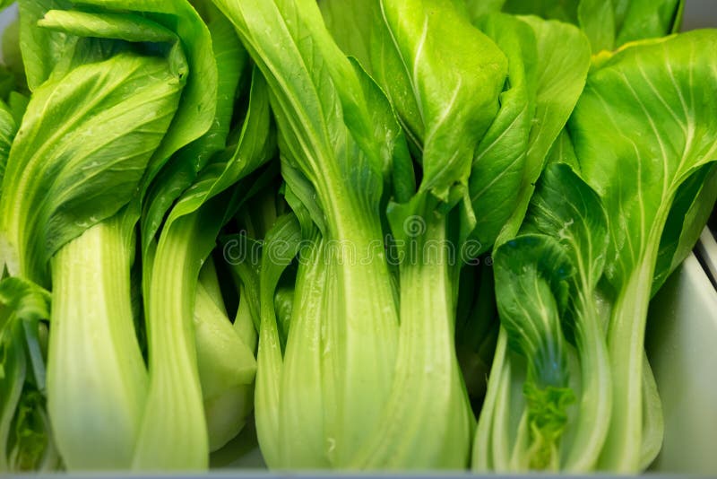 Choy Sum or Bok Choy or Chinese Cabbage Vegetable Stock Photo Image of fiber, diet 141536366