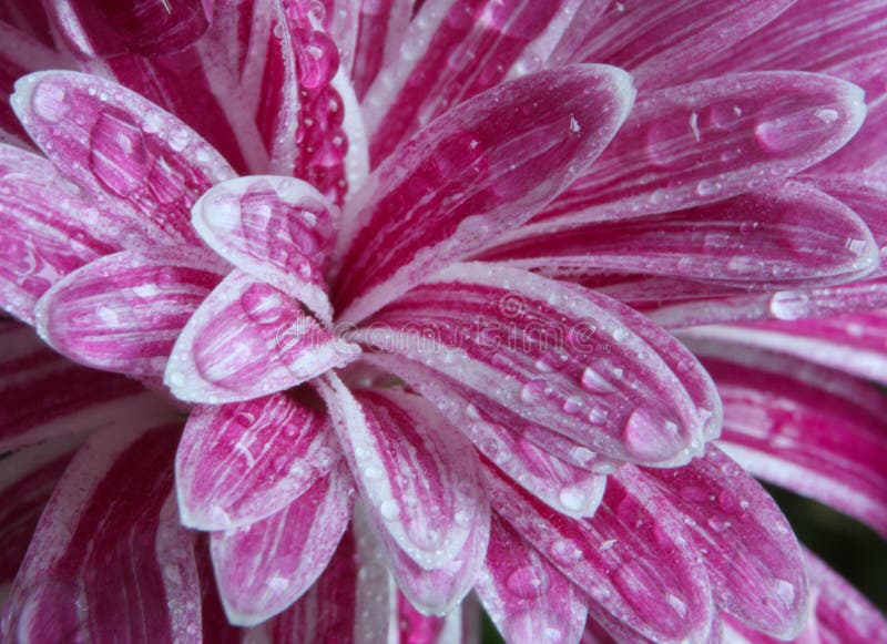 Chrisanthemum flower