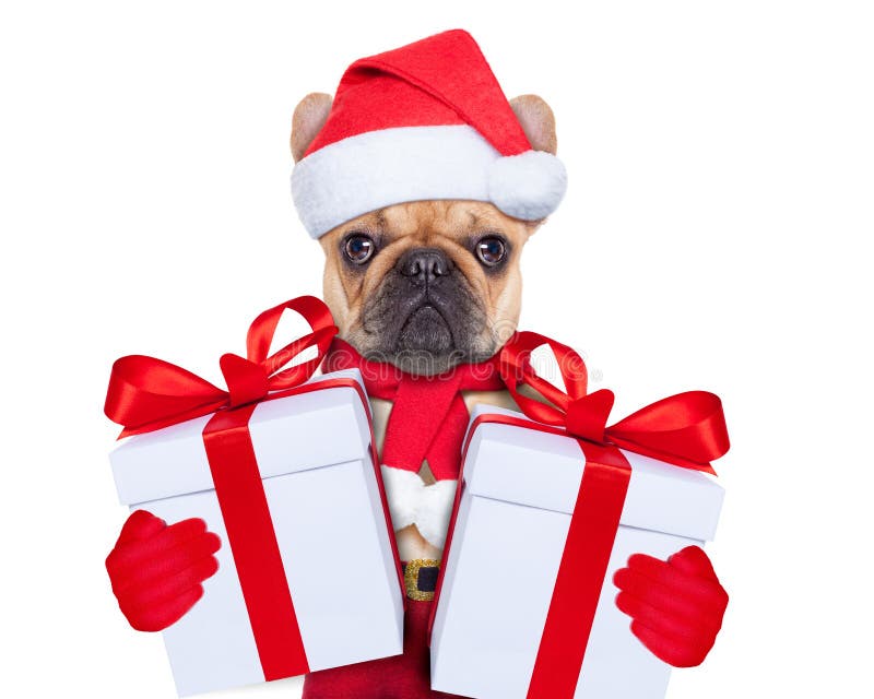 Christams Hund stockbilder Christams Hund stockbilder