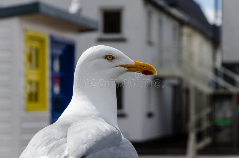 Christi zbliżenia korpus językowy fotografował seagull południowy Texas usa obrazy royalty free