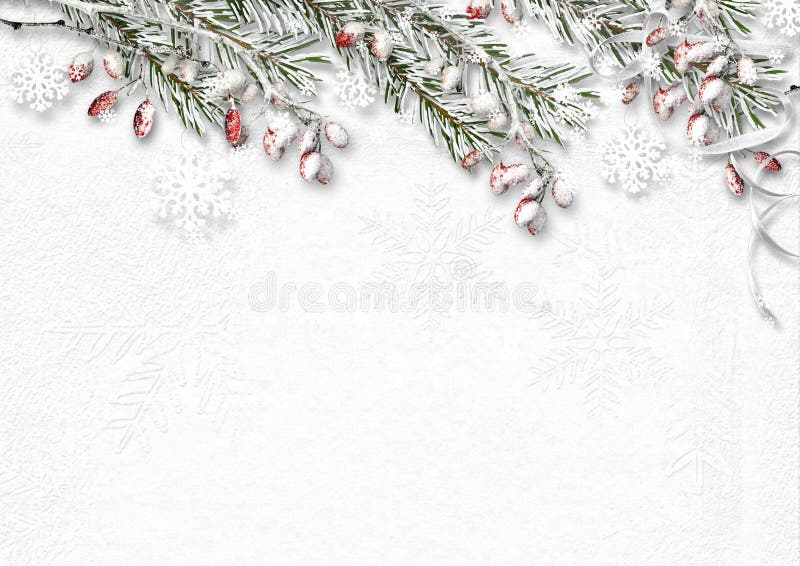 Christmas background with snow covered fir branches and red berries