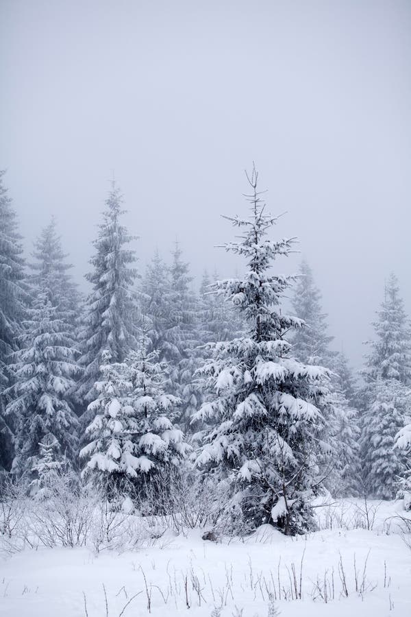 Christmas Background with Snowy Fir Trees Stock Photo - Image of alone ...