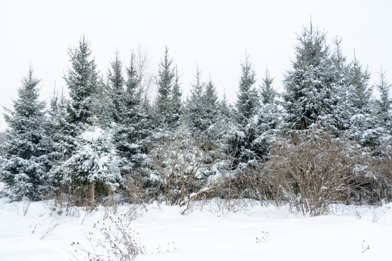 Christmas background with snowy fir trees. Snow covered trees in the winter forest.