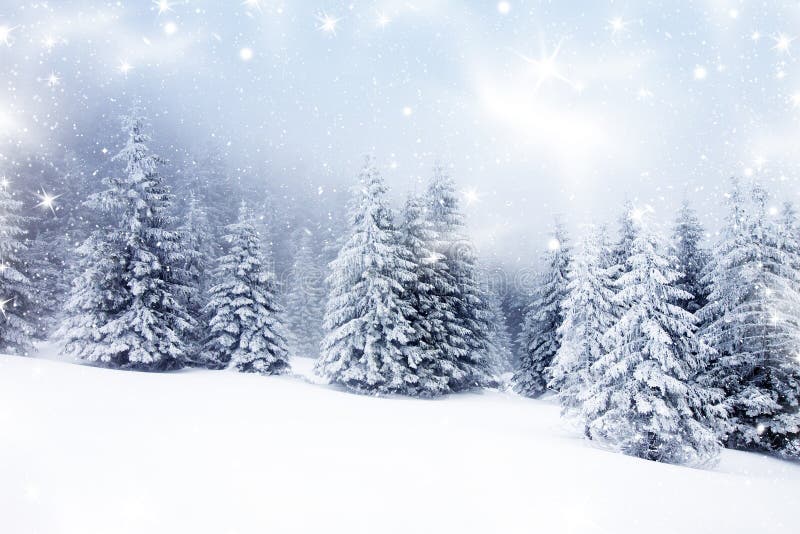 Christmas background with snowy firs