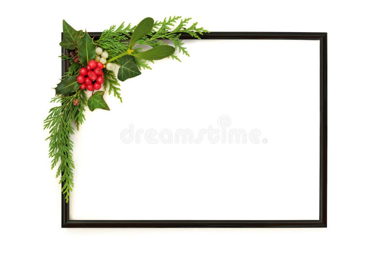 Natural winter greenery with flora & fauna of ivy, mistletoe, cedar  cypress, spruce fir, yew & pine cones. Nature study Stock Photo - Alamy