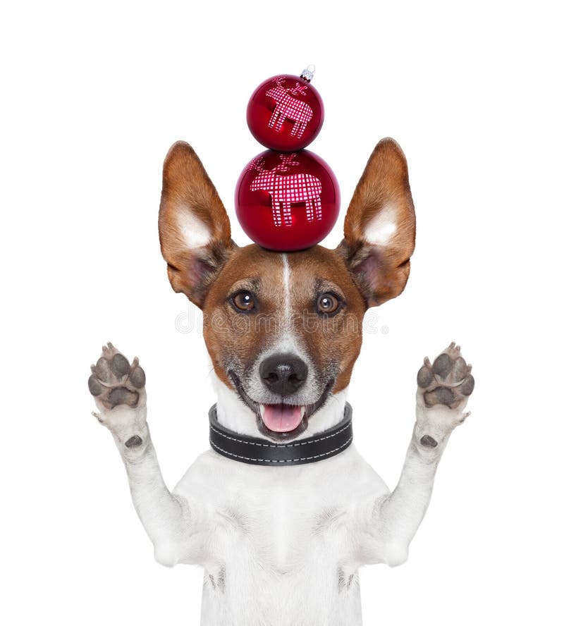 Christmas Balls Dog Paws Up Stock Photo Image of decoration