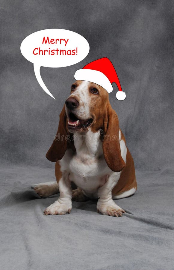 Christmas Basset Hound stock image. Image of canine, puppy 3808651