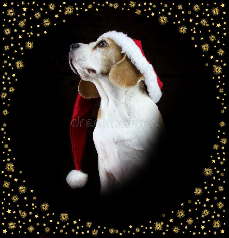 christmas beagle