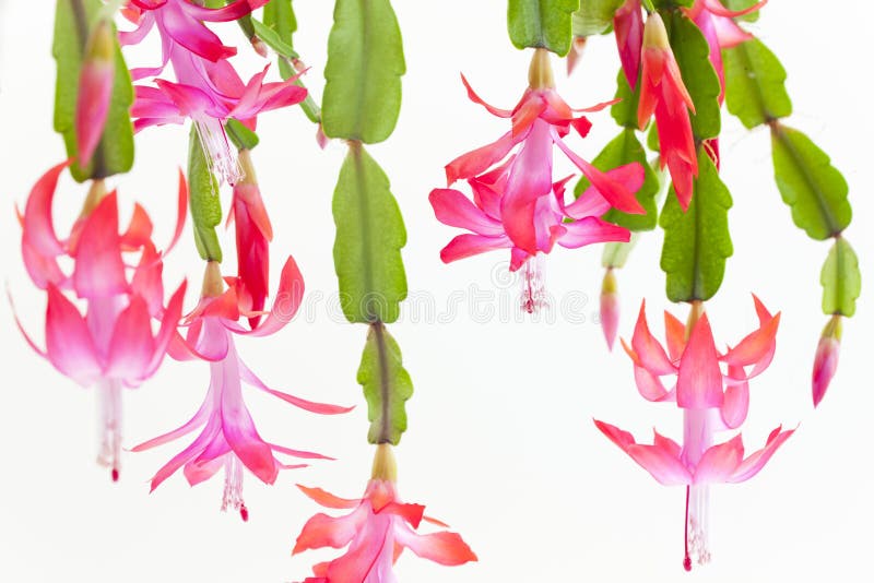 Christmas cactus