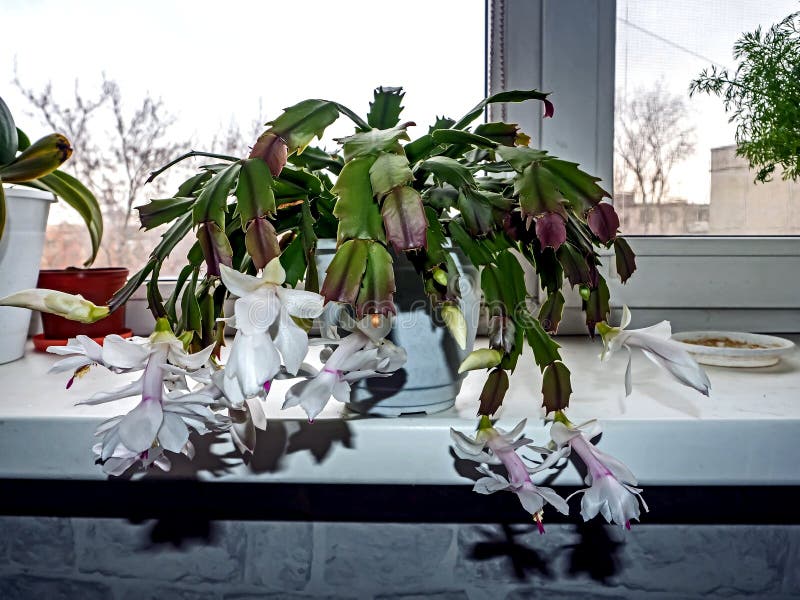 Christmas Cactus with White Flowers Blooms in a Pot Stock Photo Image