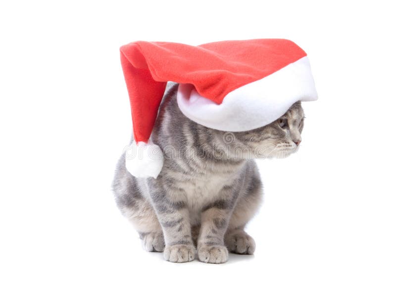 Christmas cat