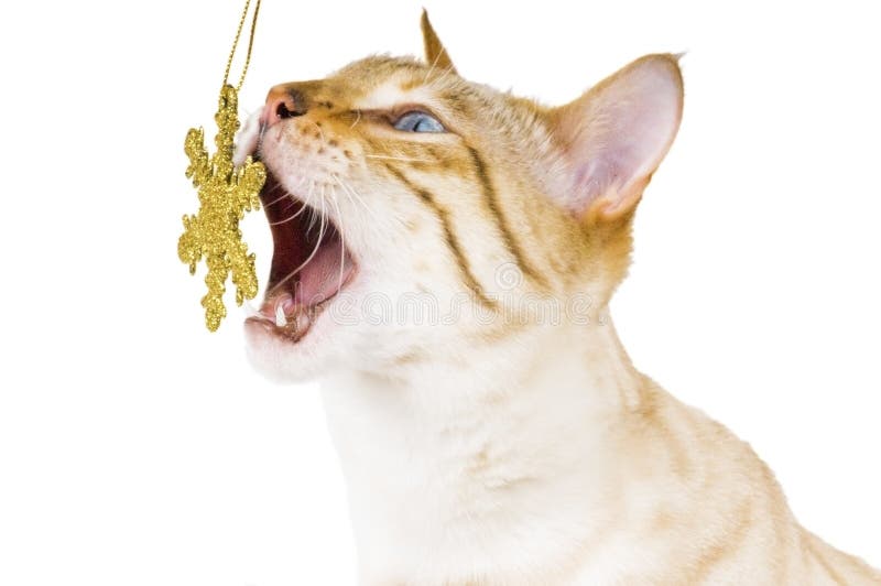 Christmas Cat Eating Golden Star