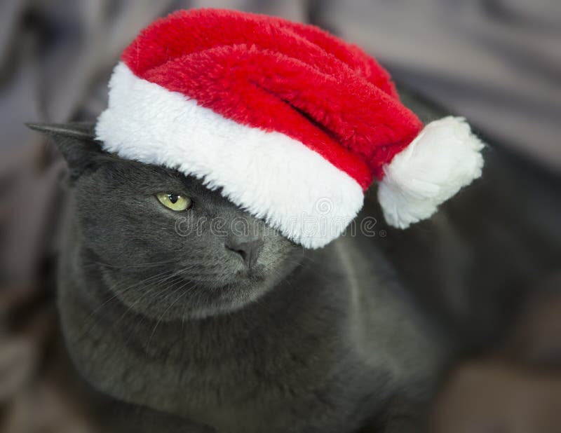 Christmas Cat - Gray Cat Santa, Christmas Pet with Santa Claus H