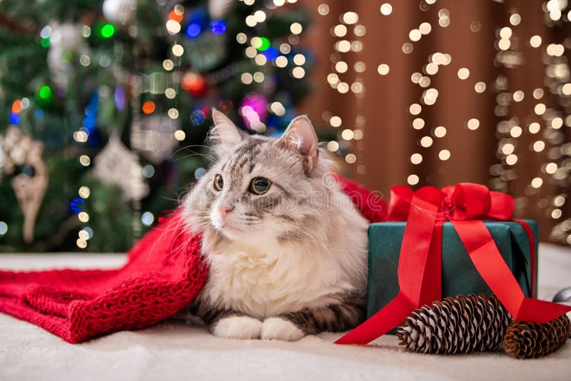 Christmas Cat. Portrait of Fat Fluffy Cat Next To Gift Box on the ...