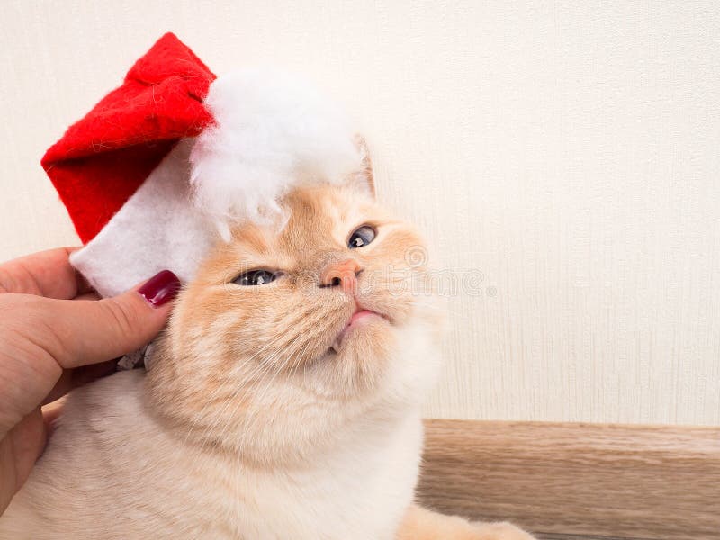Christmas Cat in Red Santa Claus Hat, the Concept of Christmas Stock