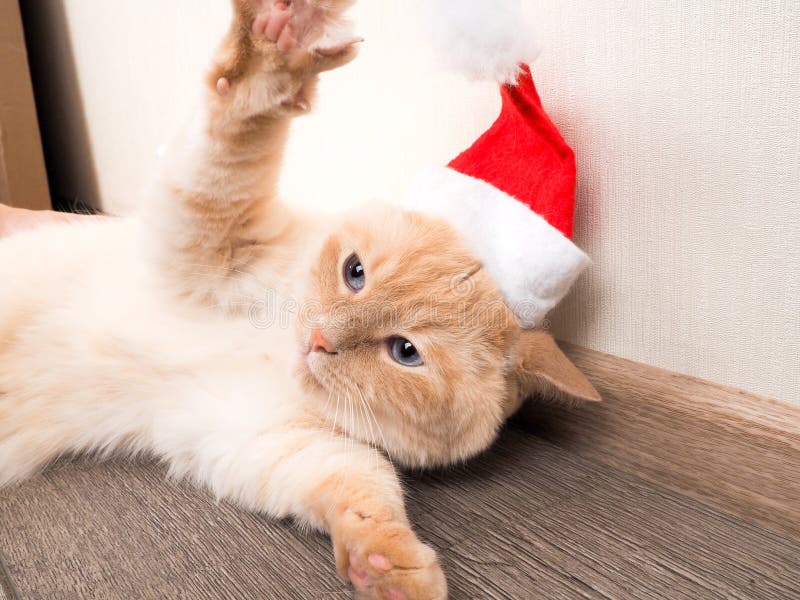 Christmas Cat in Red Santa Claus Hat, the Concept of Christmas Stock