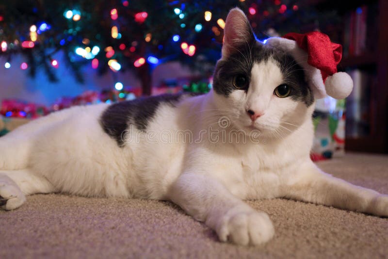 783 Christmas Cat Wallpaper Stock Photos - Free & Royalty-Free Stock Photos  from Dreamstime