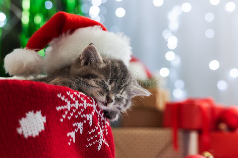 300 Free Christmas Cat  Christmas Images  Pixabay