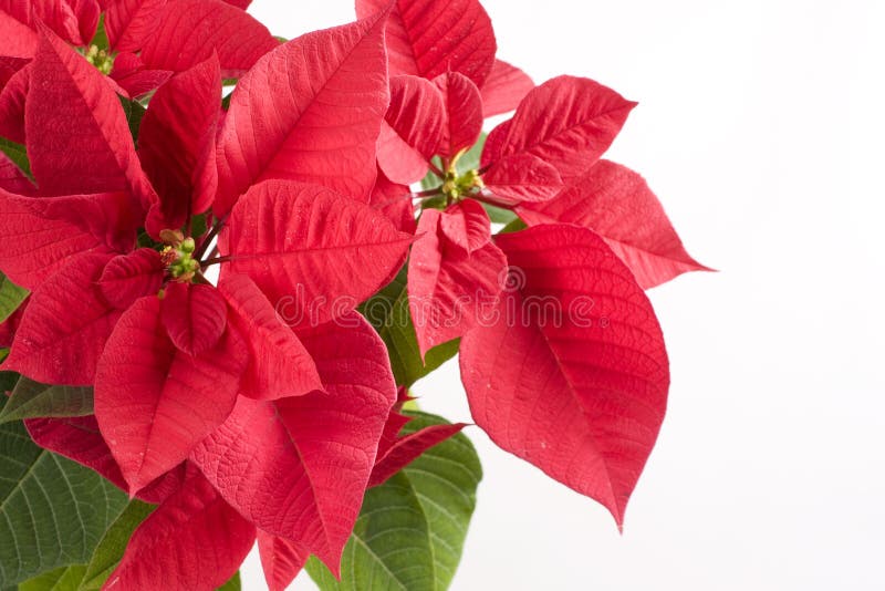 christmas celebration with red poinsettia