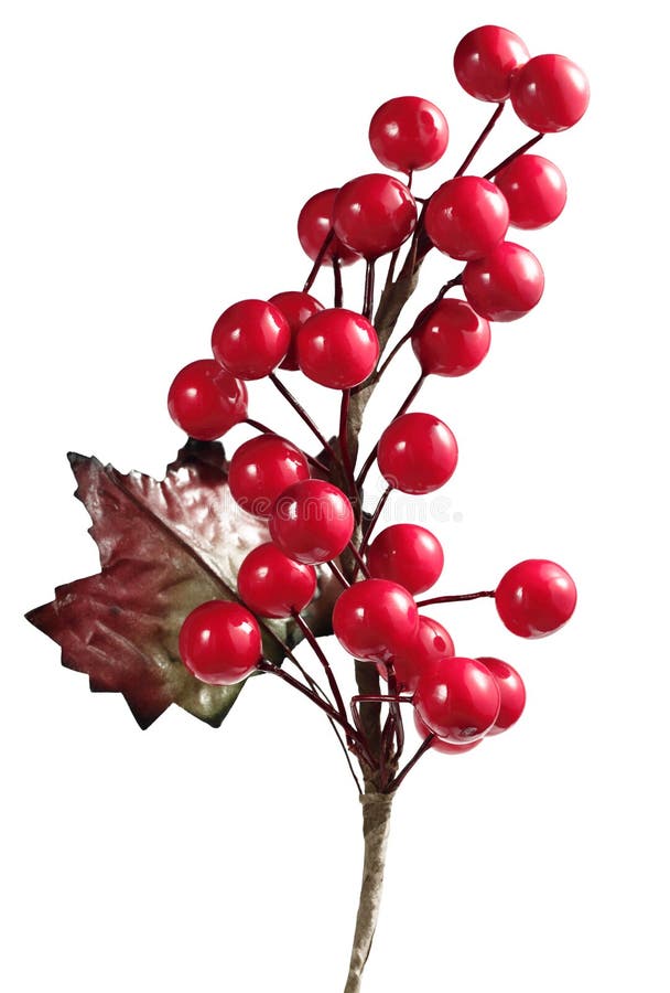 Christmas Cherry. A Christmas tree cherry plant decoration stock photo Christmas Cherry. A Christmas tree cherry plant decoration stock photo