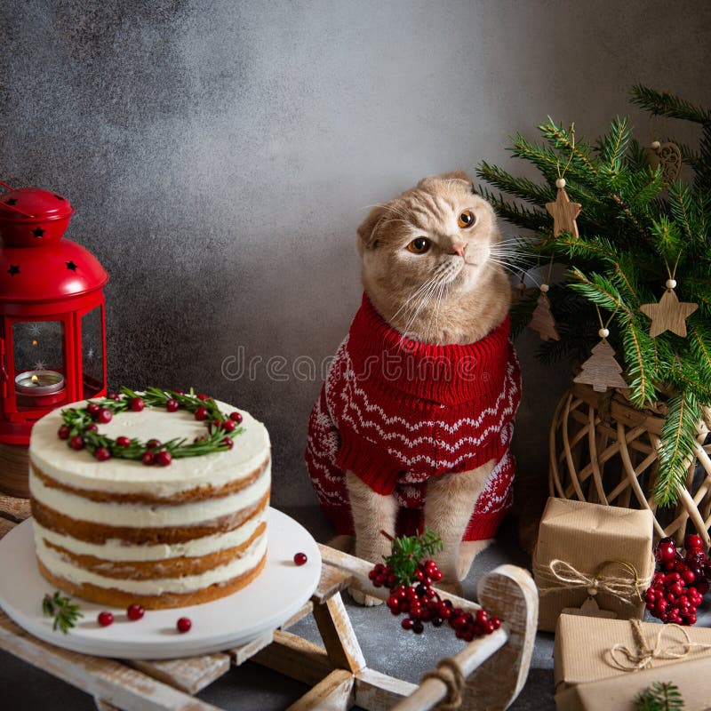 Christmas composition. Cute cat in knitted sweater with festive cake, gifts, fir tree and decorations on gray background.