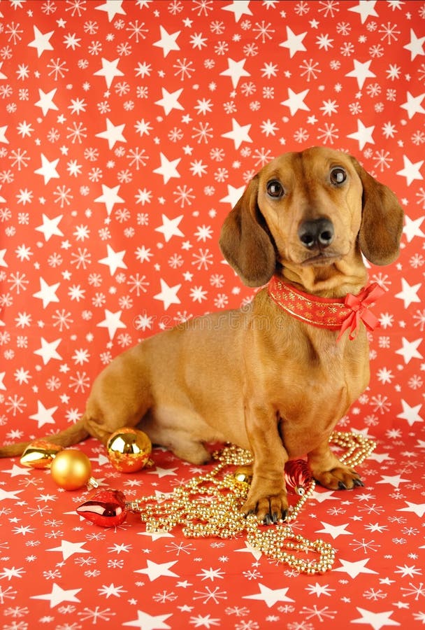 Christmas dachshund stock photo. Image of ducks, miniature 11774194