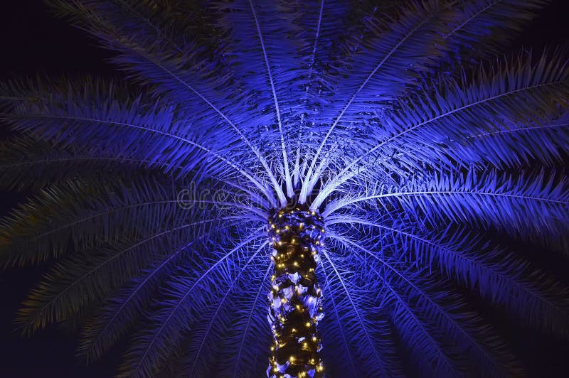 8,676 Christmas Palm Tree Stock Photos Free & RoyaltyFree Stock