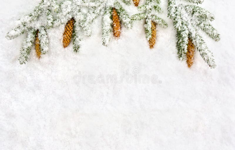 Christmas decoration. Branch fir tree and cones spruce on snow. Top view, flat lay