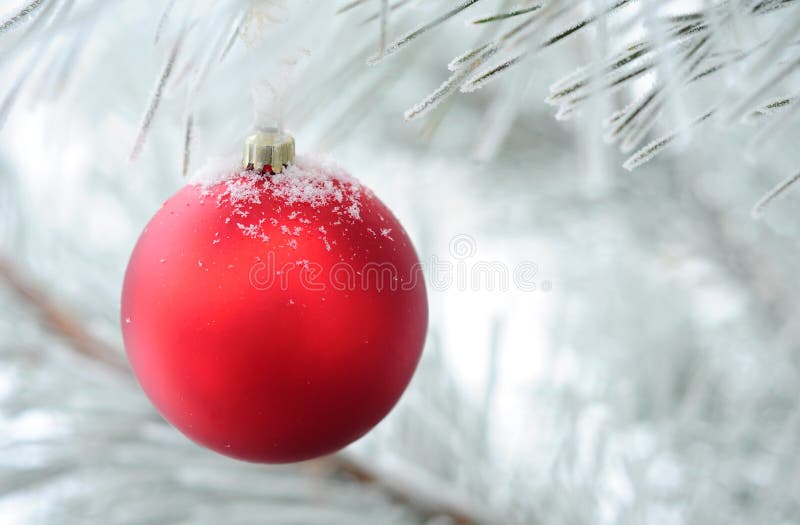 Red Christmas bauble hanging on fir tree branch covered in snow. Red Christmas bauble hanging on fir tree branch covered in snow