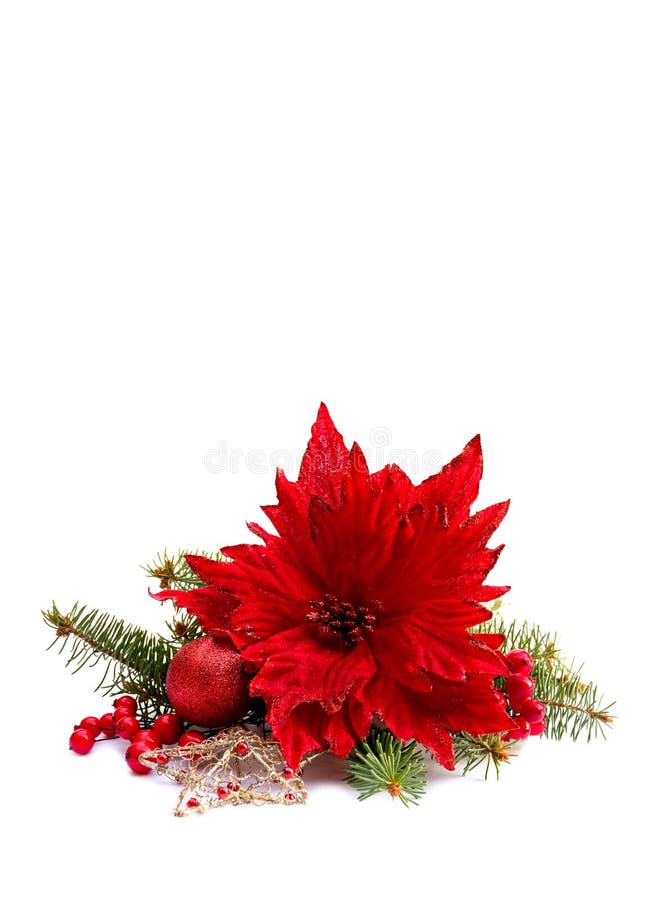 Christmas Decoration. Flower of Red Poinsettia, Branch Christmas Tree ...