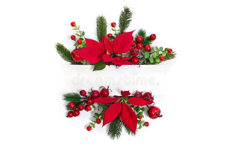 Christmas decoration. Frame of flowers of red poinsettia, branch christmas tree, apple, red berry with white paper card note. Christmas decoration. Frame of royalty free stock image