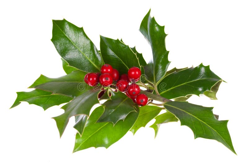 Christmas decoration with holly leaves and berries,isolated on white