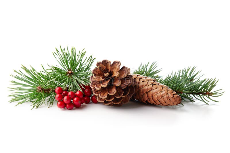 Christmas decoration of holly berry and pine cone on white background