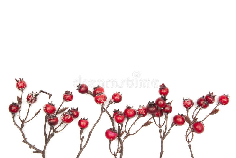 Christmas decoration red berries isolated on white background royalty free stock photos Christmas decoration red berries isolated on white background royalty free stock photos