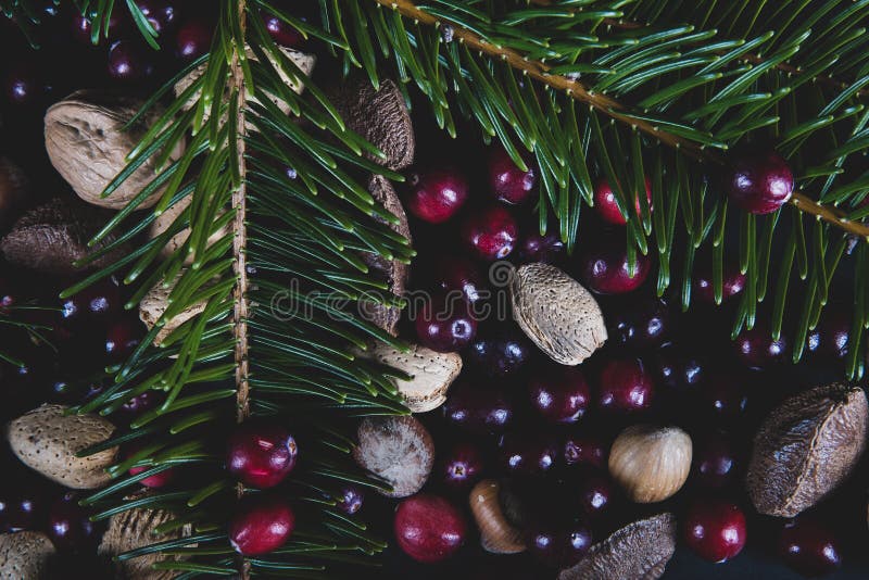 Nuts and Berries with a Fresh Cut Branch Off a Christmas Pine Tr Stock