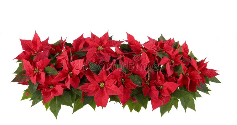 Christmas Decorations - Red Poinsettia