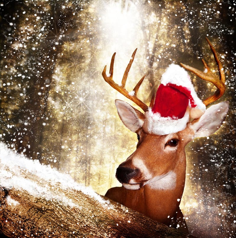 Christmas Deer stock photo. Image of deer, creature, animal - 16217198