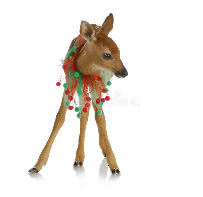 Christmas Deer stock photo. Image of deer, creature, animal 16217198