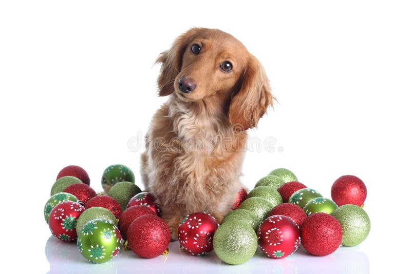 Christmas dog stock image. Image of ball, white, curious 16403417