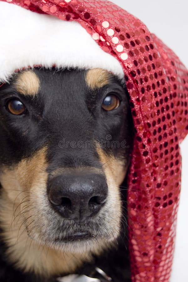 Patient christmas pooch (see series). Patient christmas pooch (see series)