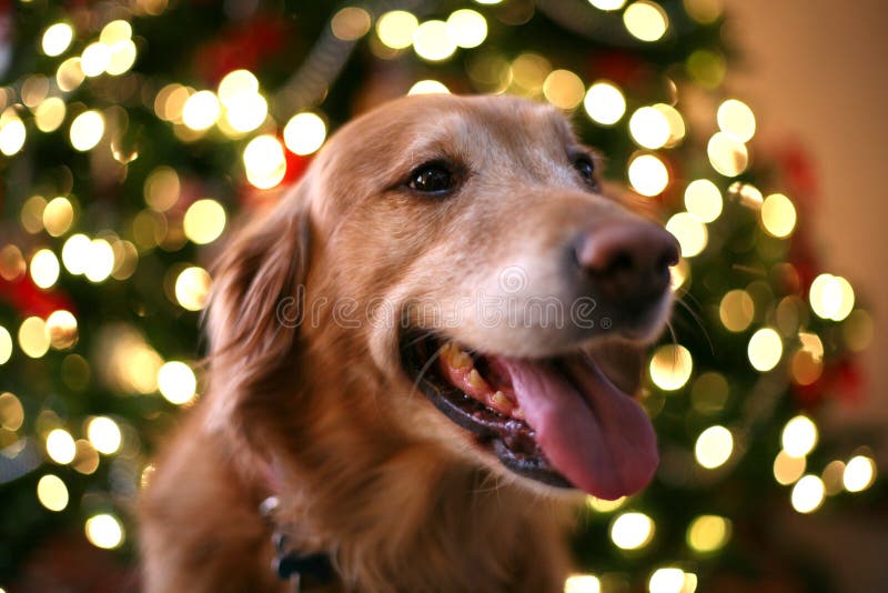 christmas dog christmas dog