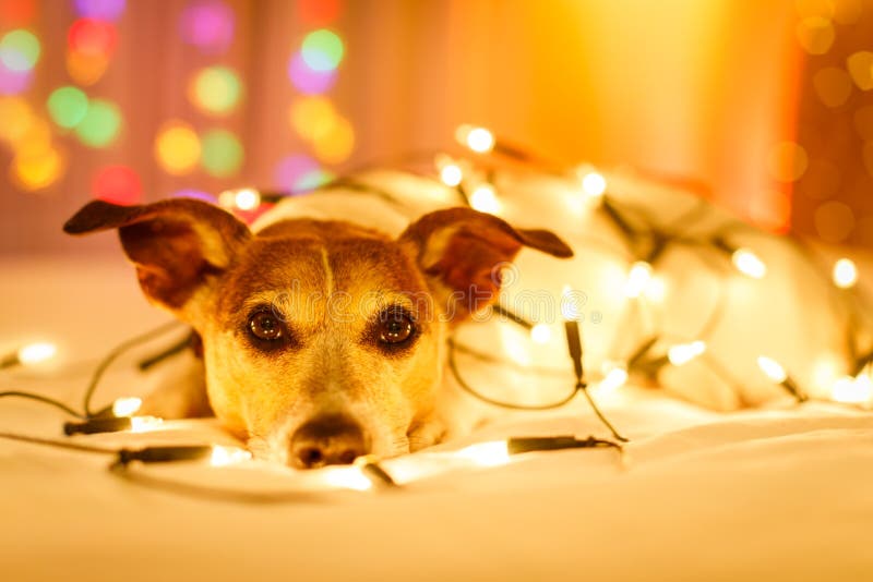 929 Bed Fairy Lights Stock Photos - Free & Royalty-Free Stock Photos from  Dreamstime