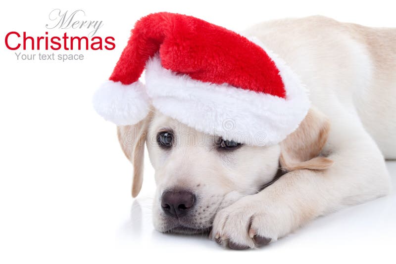 Christmas Dog royalty free stock photography Christmas Dog royalty free stock photography