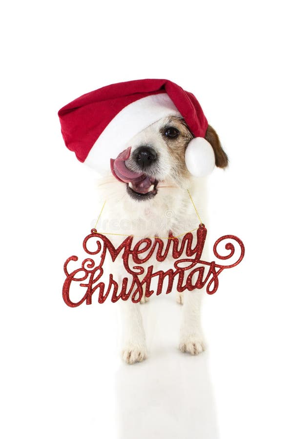 Christmas 10x15 FT Photo Backdrops,Funny Puppy Jack Russel Dog with Hilarious Sunglasses Santa Figures and Bell Background for Child Baby Shower Photo Vinyl Studio Prop Photobooth Photoshoot Multicol 